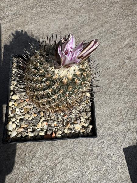 Gymnocactus septentrionalis